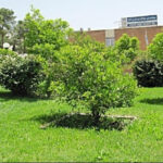 Jahangardi - Iran tour and hotel